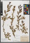 Foto von Salix triandra subsp. amygdalina (L.) Schübl. & G. Martens